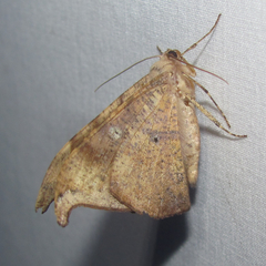 Oxydia masthala