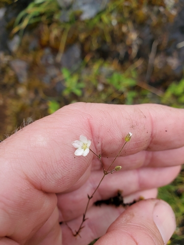 Image of Sabulina macra by no rights reserved