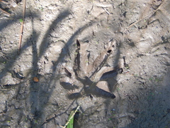 Procyon cancrivorus
