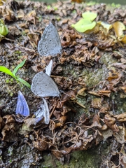 Celastrina lavendularis himilcon