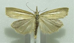Agriphila selasella