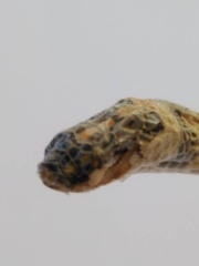 Homoroselaps lacteus