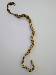 Homoroselaps lacteus