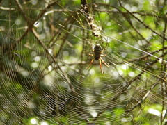 Trichonephila sexpunctata