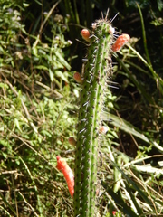 Cleistocactus baumannii
