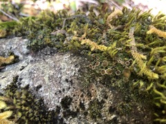 Psoroma hypnorum