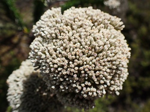 Image of Metalasia trivialis by no rights reserved