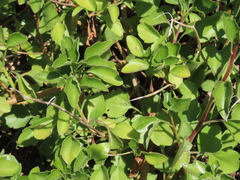 Senecio angulatus