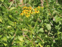 Senecio angulatus