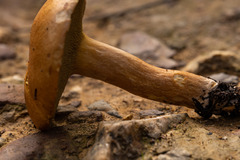Suillus bellinii
