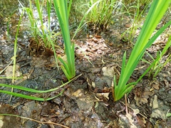 Iris pseudacorus