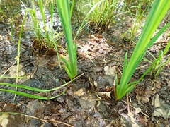 Iris pseudacorus