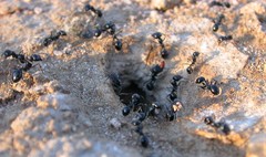 Veromessor pergandei