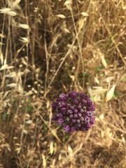 Allium