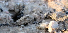 Veromessor pergandei