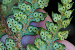 Polystichum oculatum