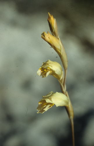 Image of Gladiolus jonquilodorus by (c) Tom Lloyd Evans, some rights reserved (CC BY-SA)