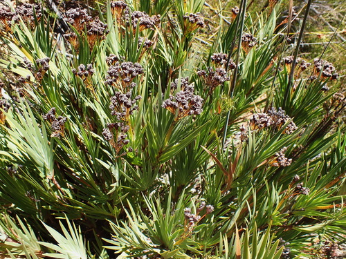 Image of Nivenia binata by no rights reserved