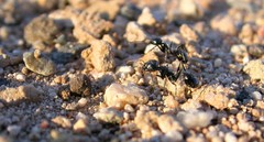Veromessor pergandei
