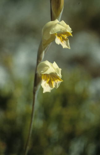 Image of Gladiolus jonquilodorus by (c) Tom Lloyd Evans, some rights reserved (CC BY-SA)