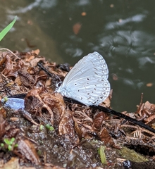 Celastrina lavendularis himilcon