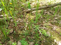 Ranunculus auricomus