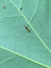Hyaliodes