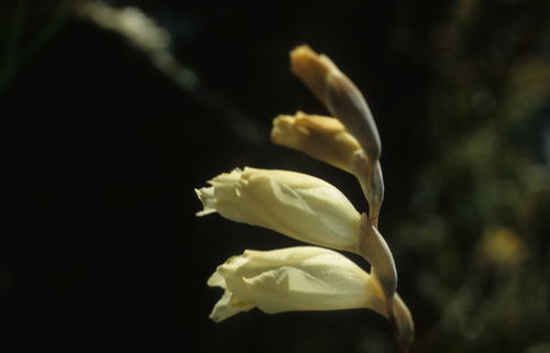 Image of Gladiolus jonquilodorus by (c) Tom Lloyd Evans, some rights reserved (CC BY-SA)