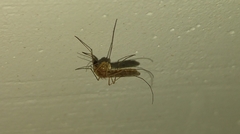 Culex pipiens