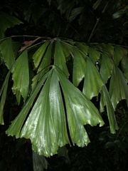 Caryota mitis