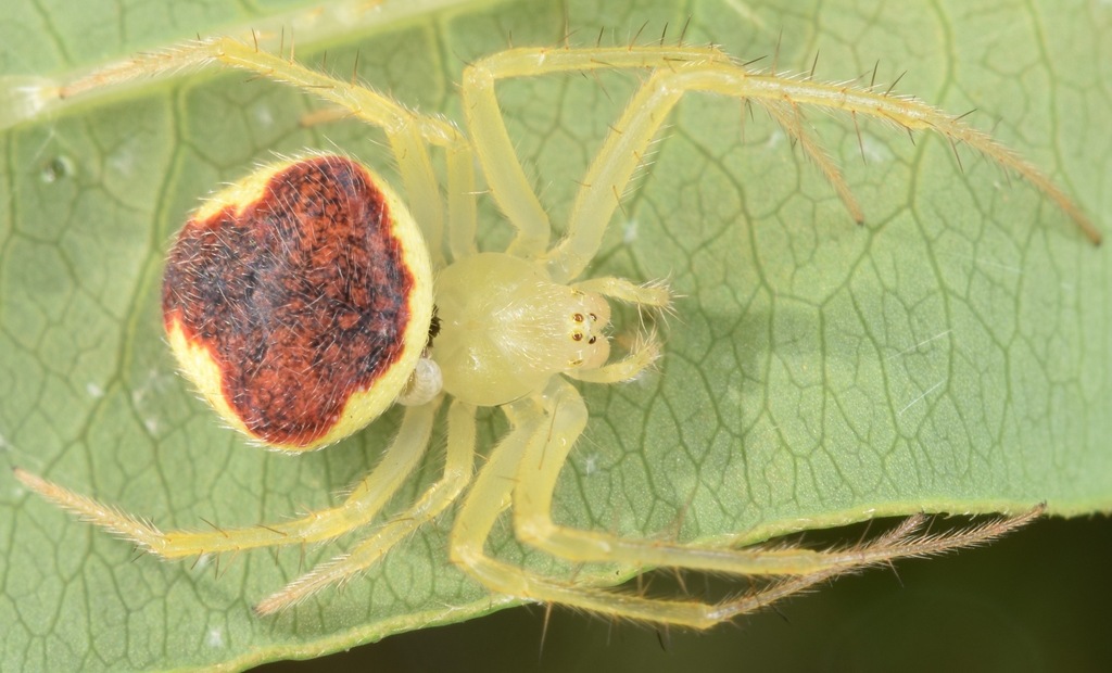 Araneus alboventris