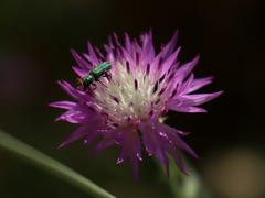 Centaurea crocodylium