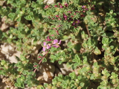 Frankenia boissieri