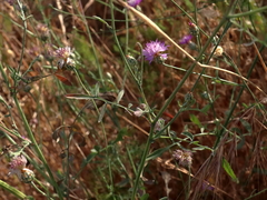 Centaurea crocodylium