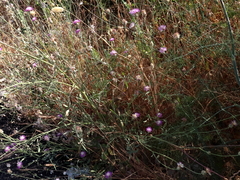 Centaurea crocodylium