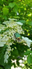 Coleoptera
