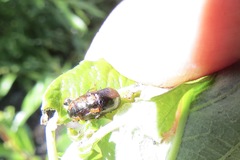 Chrysomela schaefferi