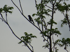 Pheucticus ludovicianus