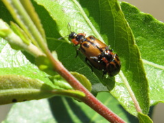 Chrysomela confluens