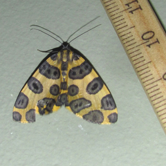 Pantherodes unciaria