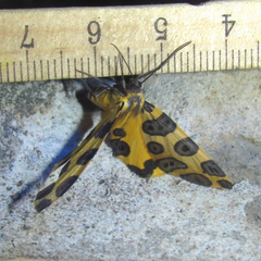Pantherodes unciaria