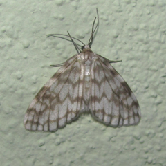 Parallage inconcinna