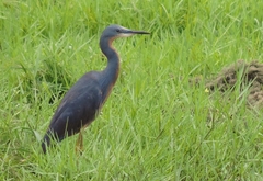 Egretta vinaceigula