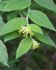 Wikstroemia sikokiana