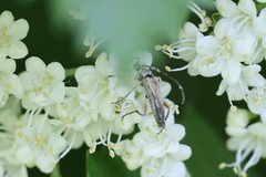 Strangalia acuminata