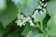 Strangalia acuminata