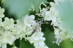 Strangalia acuminata