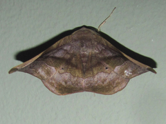 Hygrochroma