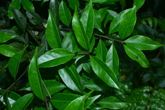 Symplocos setchuensis