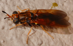 Hermetia concinna